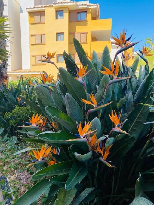 טורבייחה Casa De Flores מראה חיצוני תמונה