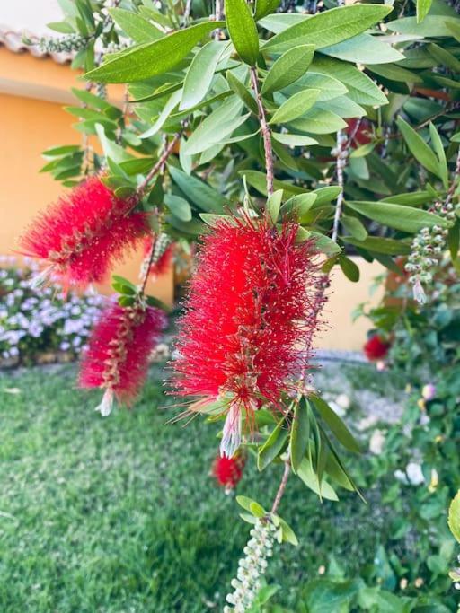 טורבייחה Casa De Flores מראה חיצוני תמונה